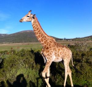 Giraffe_SA