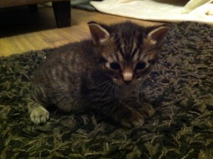 One of the 2 week old kittens we kept company with