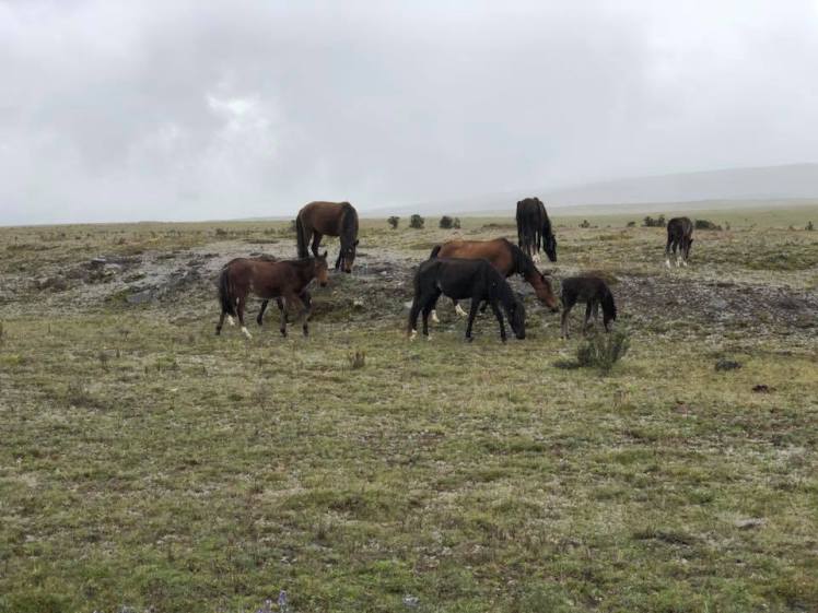 28279006_10155349053363601_3451321296064685759_n